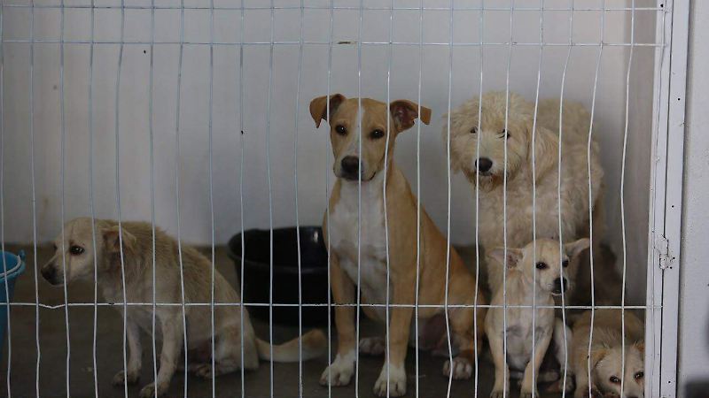 Perritos rescatados en el Centro de Atención Animal en la ciudad de Durango